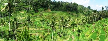Terrazas de arroz de Tagalalang